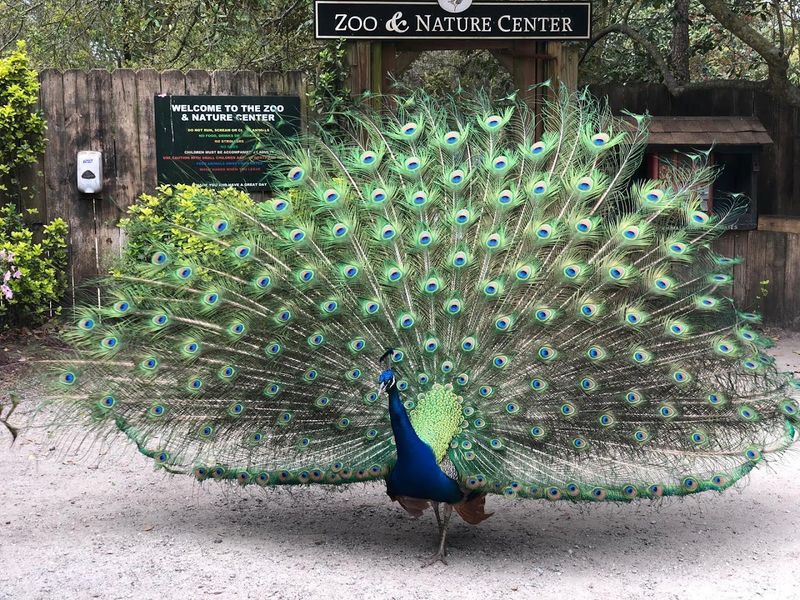 Free-Roaming Peacocks That Make the Garden Feel Magical Free-Roaming Peacocks That Make the Garden Feel Magical