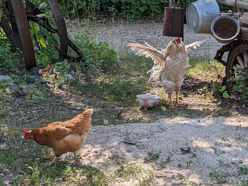 Friendly Animals on the Property