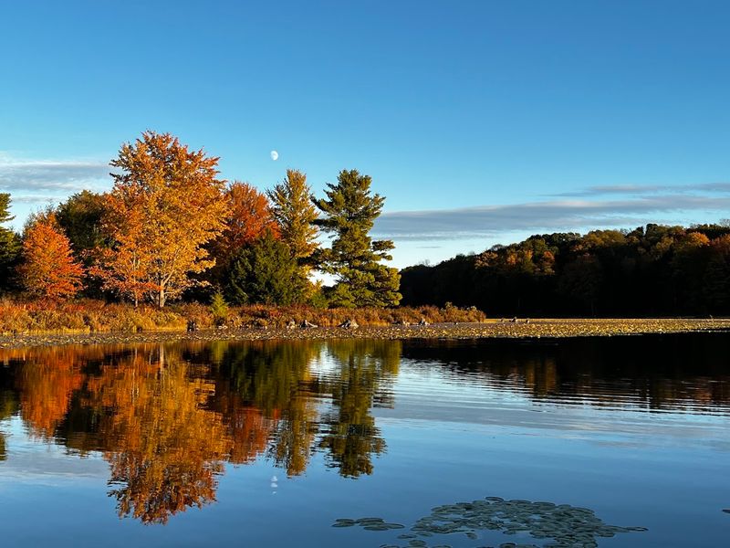 From Clear-Cut Wasteland to Thriving Forest: The Park's Dramatic History From Clear-Cut Wasteland to Thriving Forest: The Park's Dramatic History