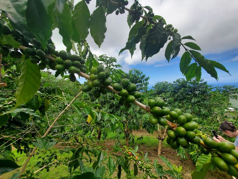 From Seed to Cup: Understanding the Full Coffee Process