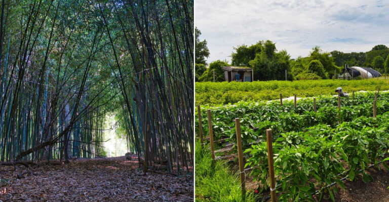 From Towering Bamboo to Fresh Local Produce, This New Jersey Gem Has It All