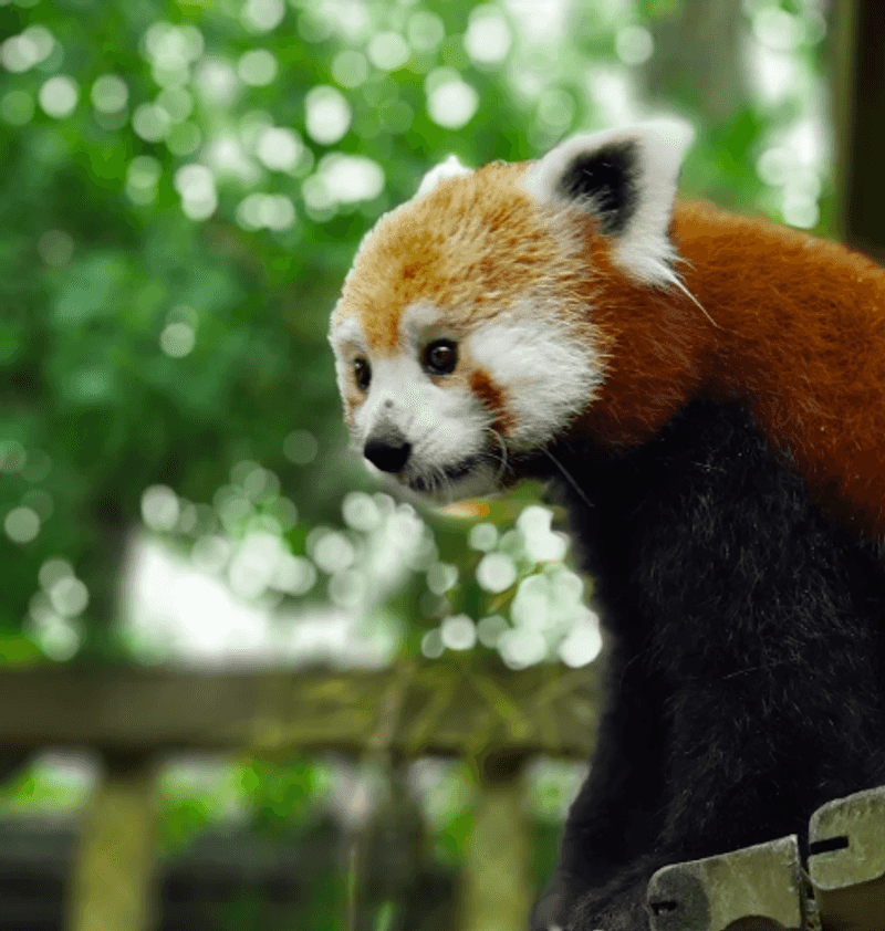 Fruit Bats, Sloths, and the Animals You Did Not Expect Fruit Bats, Sloths, and the Animals You Did Not Expect