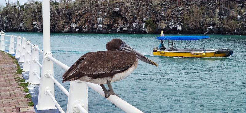 Galápagos Islands, Puerto Ayora, Santa Cruz, Ecuador