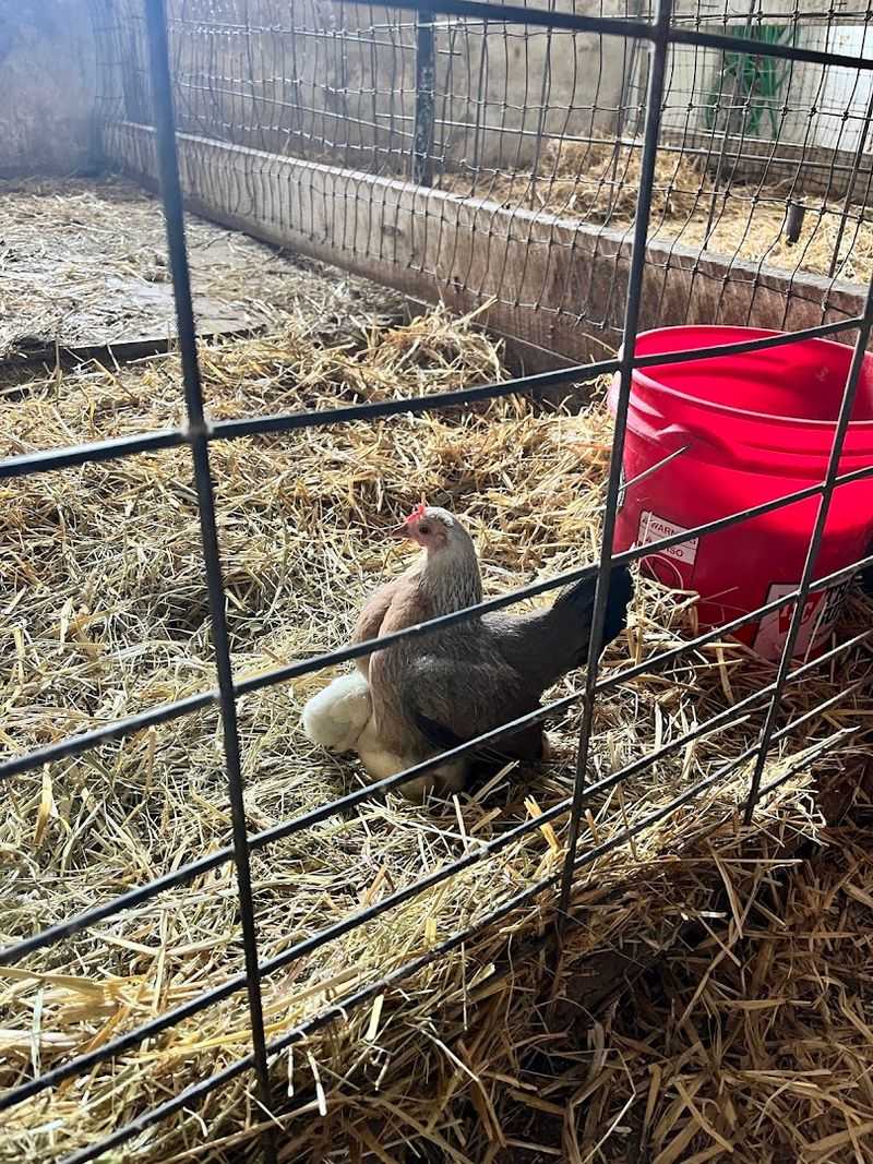 Gathering Eggs and Meeting the Chickens Up Close Gathering Eggs and Meeting the Chickens Up Close
