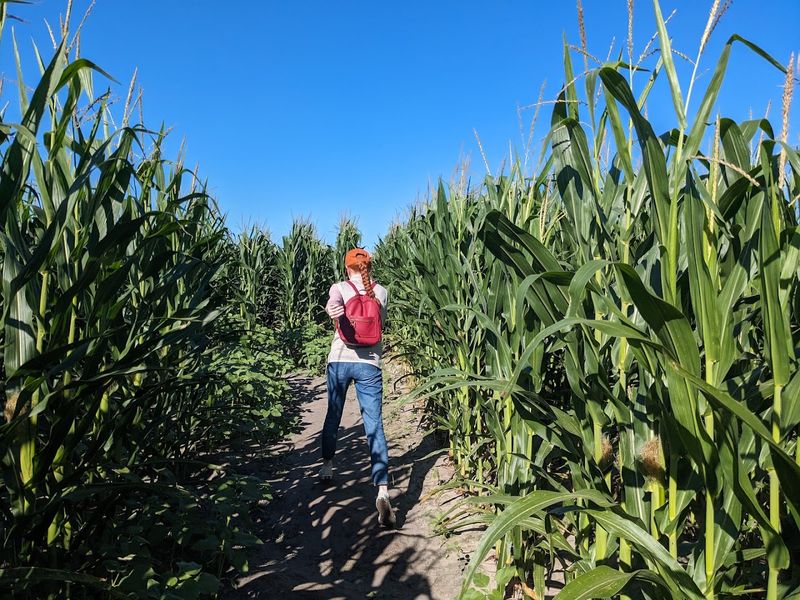 Getting Lost In The Corn Maze Getting Lost In The Corn Maze