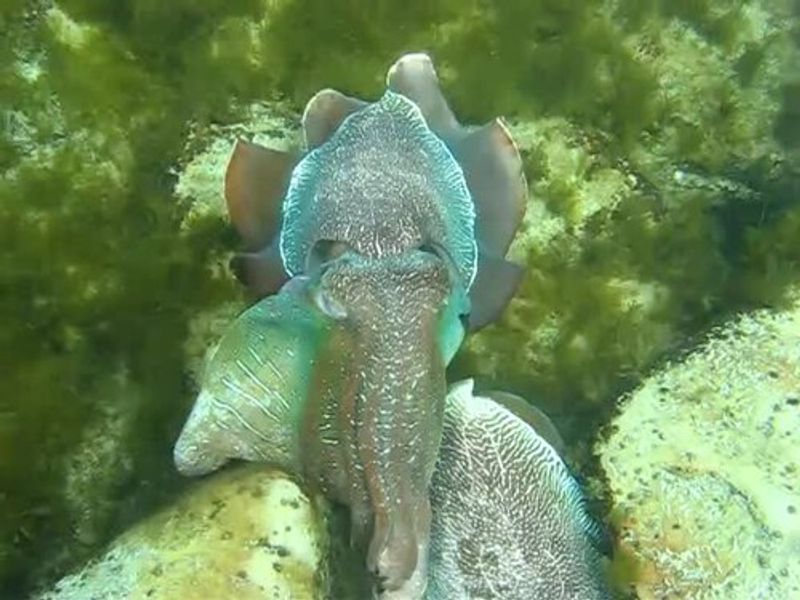 Giant Cuttlefish Giant Cuttlefish