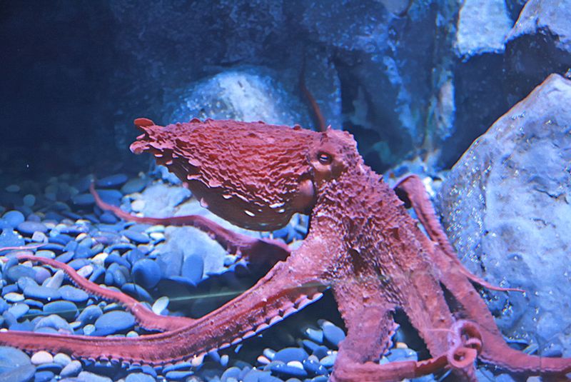 Giant Pacific Octopus Giant Pacific Octopus
