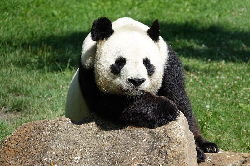 Giant Panda Giant Panda