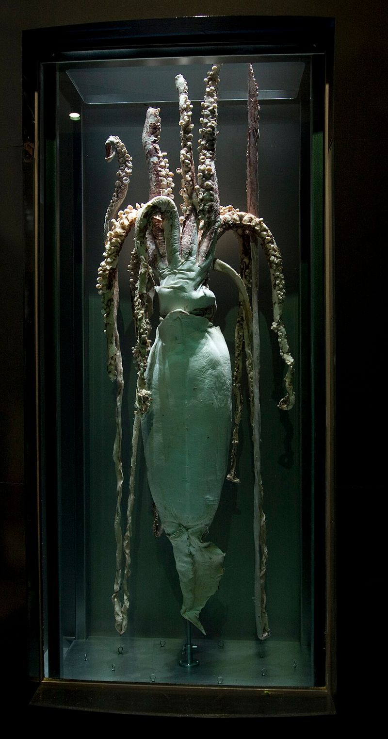 Giant Squid (Architeuthis dux)