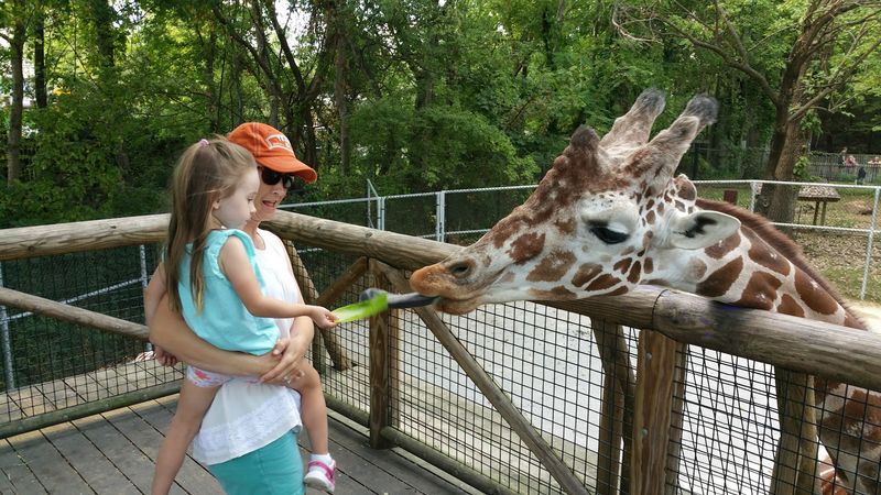 Giraffe Feeding: The Up-Close Encounter Worth the Extra Cost Giraffe Feeding: The Up-Close Encounter Worth the Extra Cost