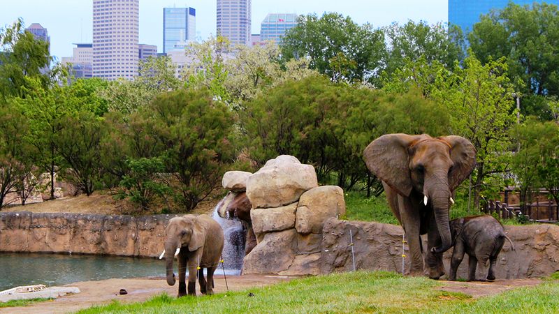 Giraffes, Elephants, and the Africa Section