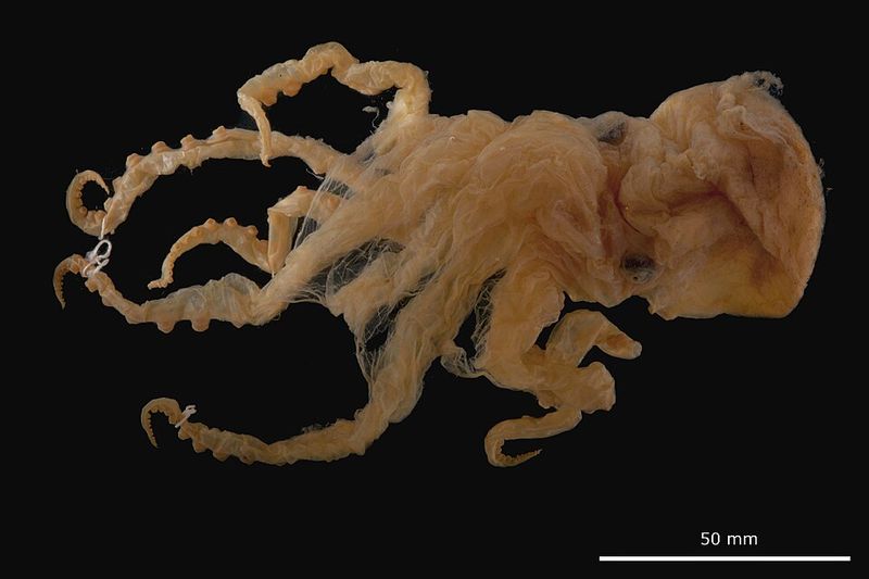 Glass Octopus (Vitreledonella richardi)