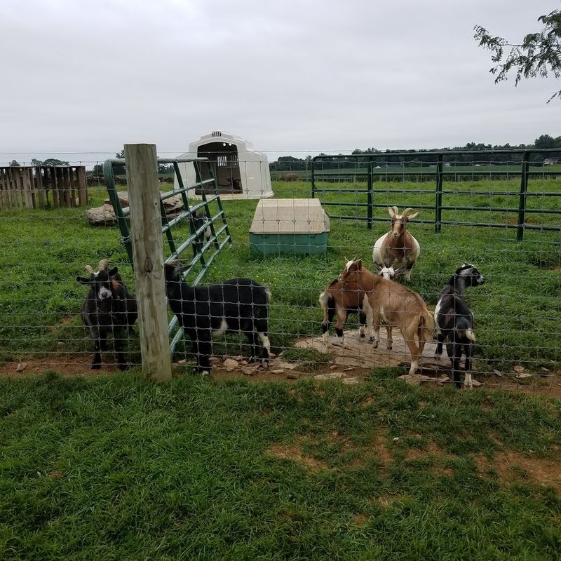 Goats, Ponies, and the Petting Area That Steals the Show Goats, Ponies, and the Petting Area That Steals the Show