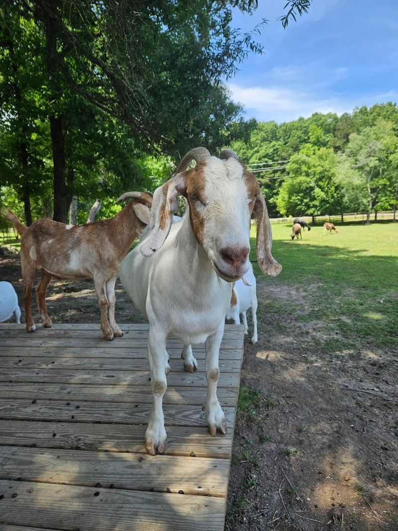 Goats That Greet You at the Gate