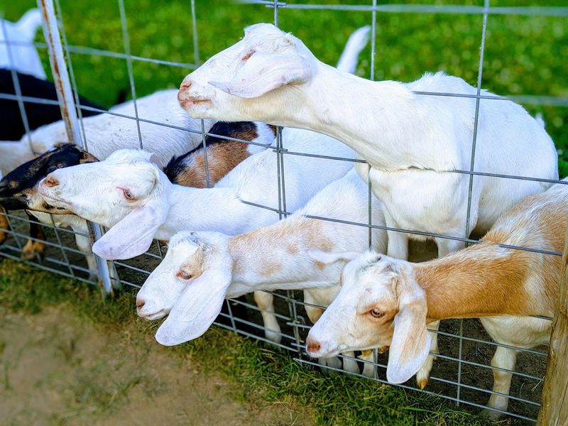 Goats at the Window, Cows in the Field