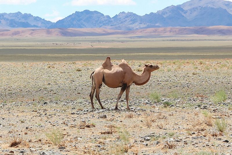 Gobi Desert, Mongolia