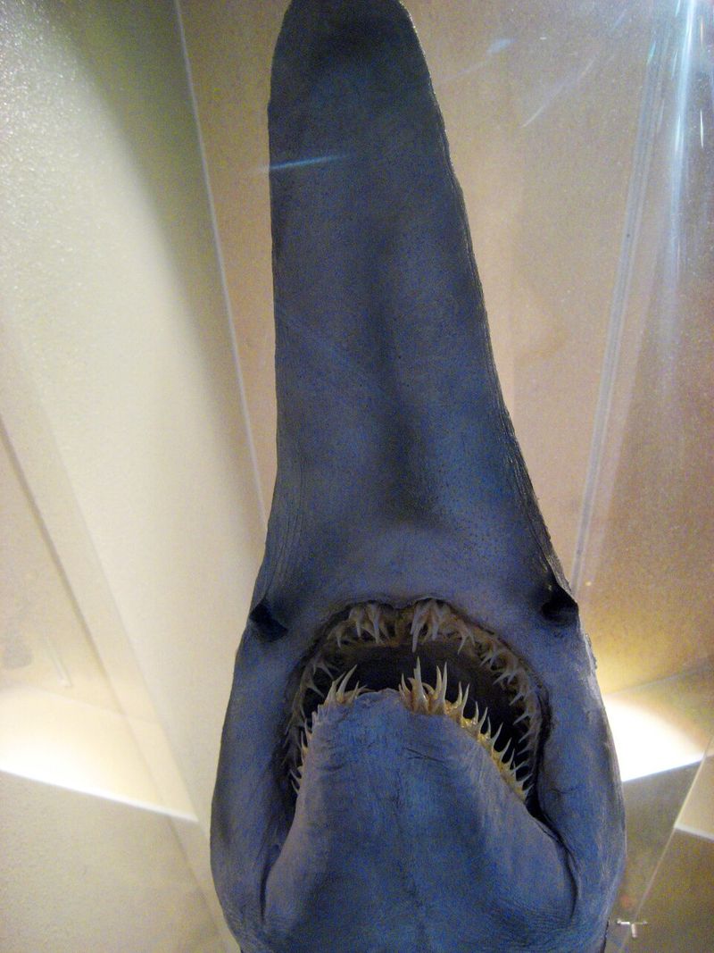Goblin Shark (Mitsukurina owstoni)