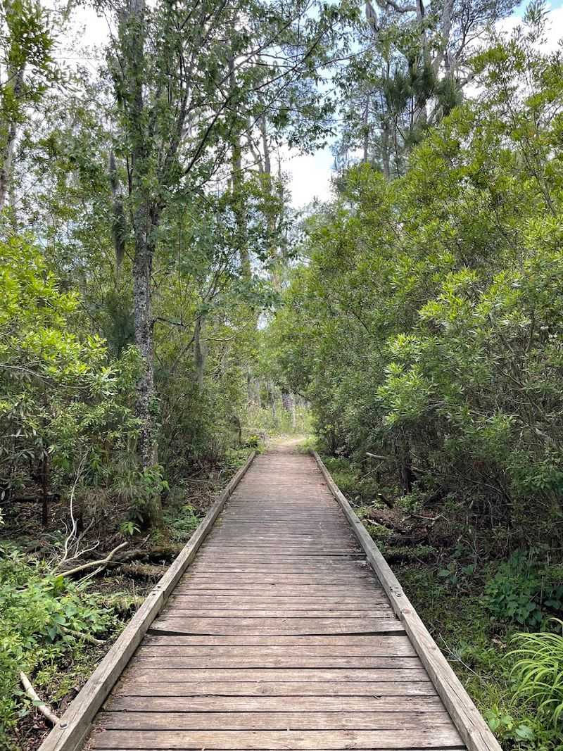 Goose Creek State Park Boardwalk — Washington Goose Creek State Park Boardwalk — Washington