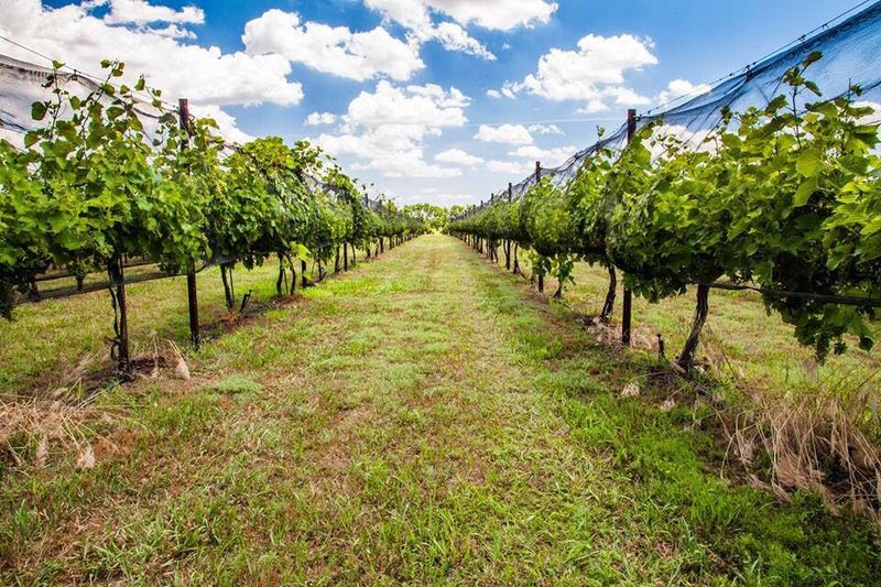 Grace Hill Winery, Whitewater, Kansas Grace Hill Winery, Whitewater, Kansas