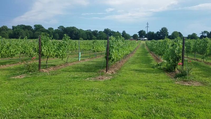 Grapes Grown Right on the Property Grapes Grown Right on the Property