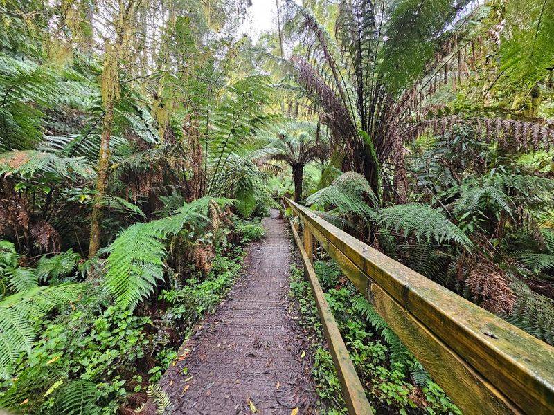 Great Otway National Park, Glenaire, Victoria Great Otway National Park, Glenaire, Victoria