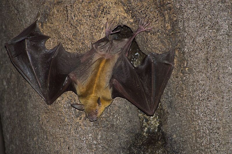 Greater Bulldog Bat Greater Bulldog Bat