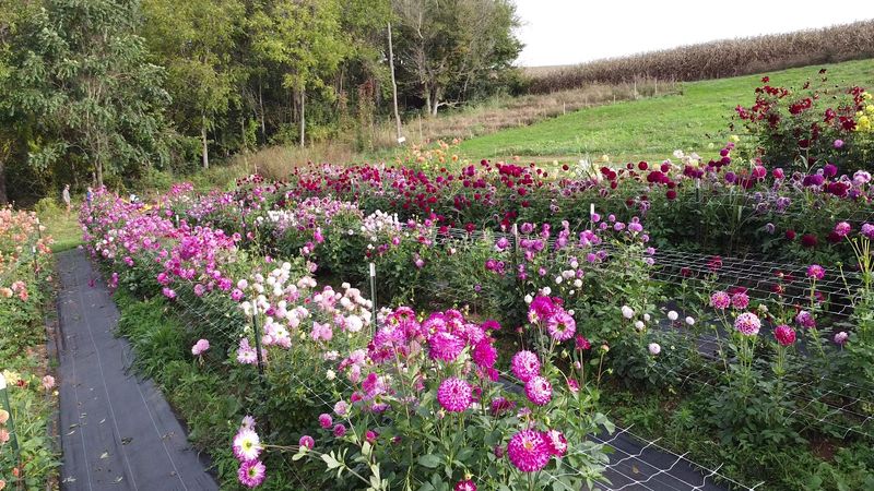 Grown Not Flown: The Sustainable Farming Philosophy