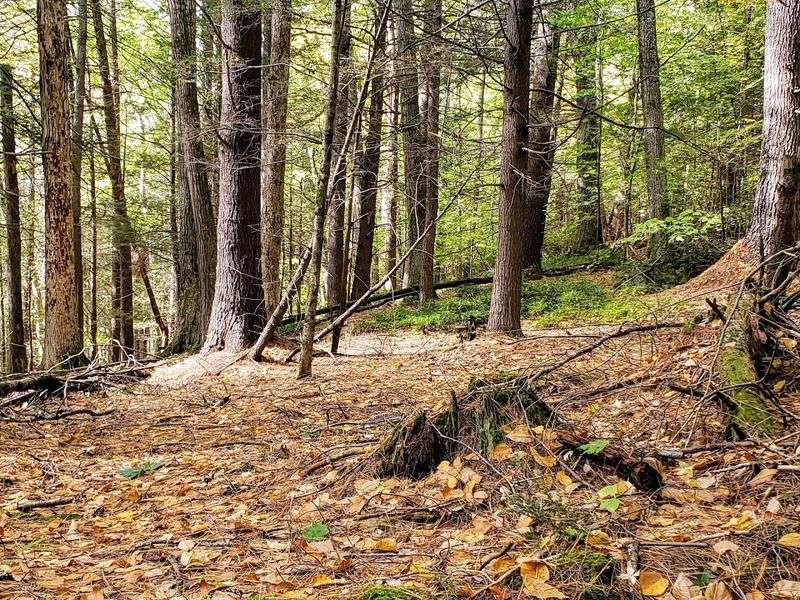Guided Tree Tours Worth Every Minute Guided Tree Tours Worth Every Minute