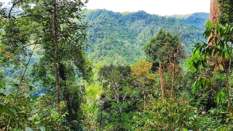 Gunung Leuser National Park, Bukit Lawang, North Sumatra, Indonesia Gunung Leuser National Park, Bukit Lawang, North Sumatra, Indonesia