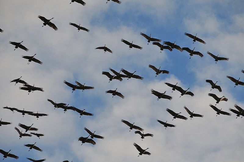 Half a Million Cranes and the Sky Turns Gray Half a Million Cranes and the Sky Turns Gray