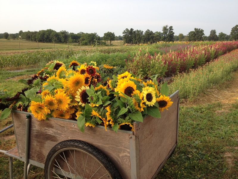Half an Acre of Flowers and the Joy of Picking Your Own Bouquet Half an Acre of Flowers and the Joy of Picking Your Own Bouquet