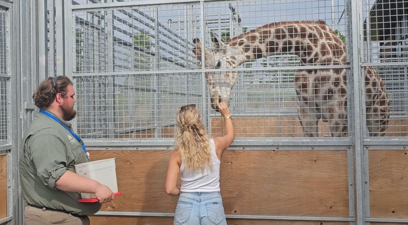 Hand-Feeding Giraffes: A Moment Families Never Forget Hand-Feeding Giraffes: A Moment Families Never Forget