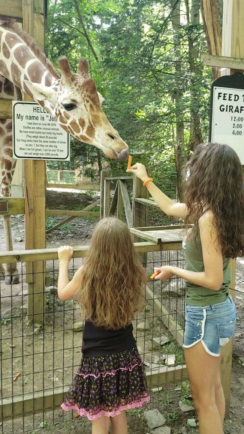 Hand-Feeding Jethro the Giraffe Hand-Feeding Jethro the Giraffe