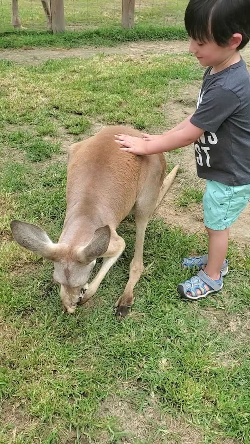 Hands-On Animal Encounters You Will Not Find at Most Zoos