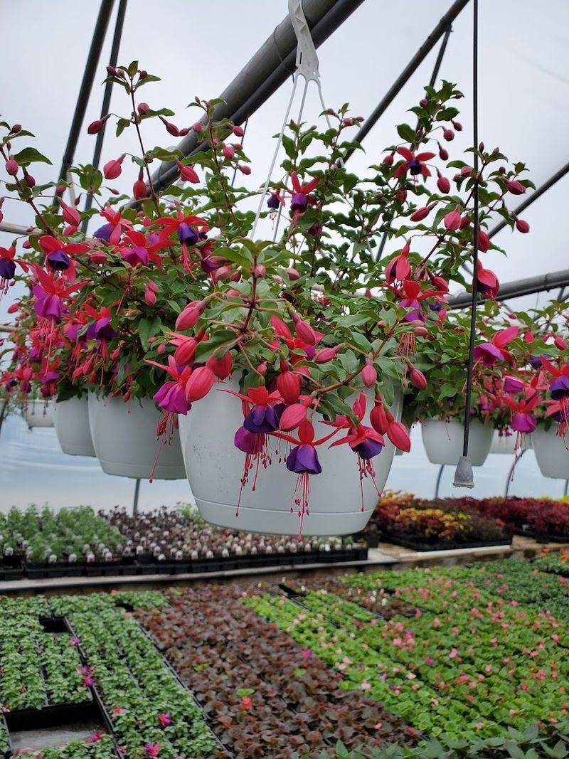 Hanging Baskets Full of Country Charm Hanging Baskets Full of Country Charm