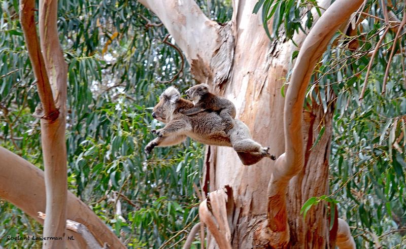 Hanson Bay Wildlife Sanctuary, Karatta, Kangaroo Island, South Australia Hanson Bay Wildlife Sanctuary, Karatta, Kangaroo Island, South Australia