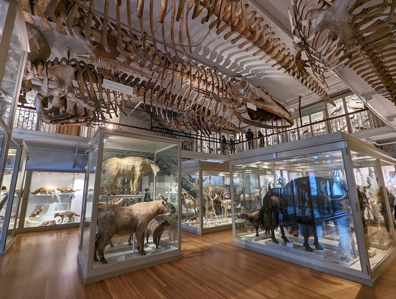 Harvard Museum of Natural History: Wonder Packed Into Every Room Harvard Museum of Natural History: Wonder Packed Into Every Room
