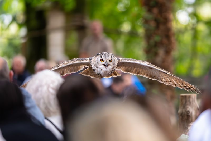 Hawk Conservancy Trust, Andover, England