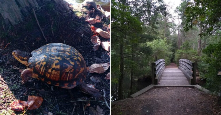 Hidden in Plain Sight, This New Jersey Woodland Is Far More Beautiful Than You’d Expect