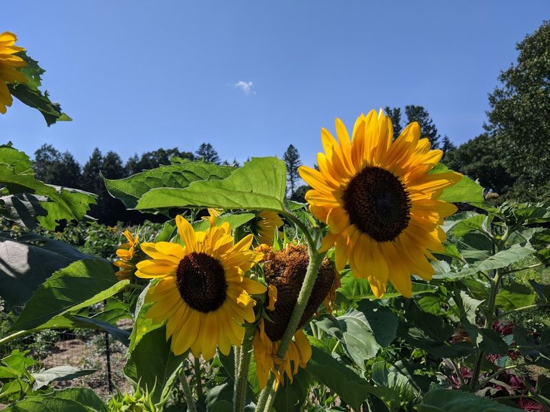 Historic Gardens That Have Been Blooming for Over a Century Historic Gardens That Have Been Blooming for Over a Century