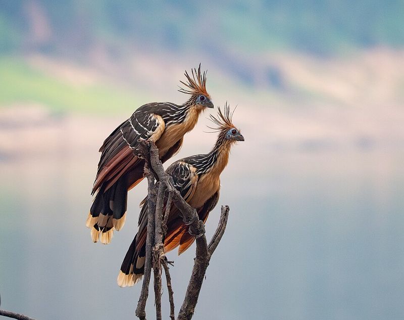 Hoatzin Hoatzin