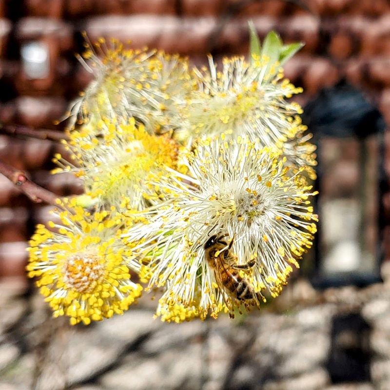 Honeybees and the Sweet Side of the Farm Honeybees and the Sweet Side of the Farm