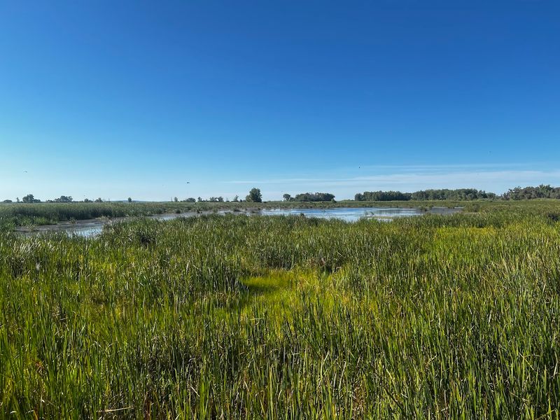 Horicon Marsh State Wildlife Area, Mayville, Wisconsin Horicon Marsh State Wildlife Area, Mayville, Wisconsin