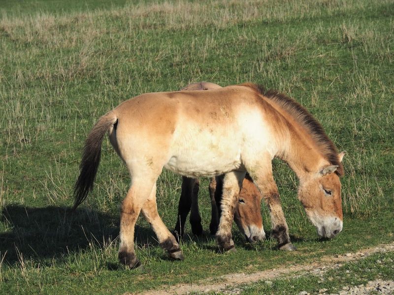 Horseback Riding Tours Through the Property Horseback Riding Tours Through the Property