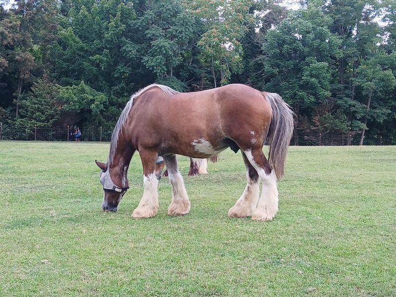 Horses on the Property Horses on the Property