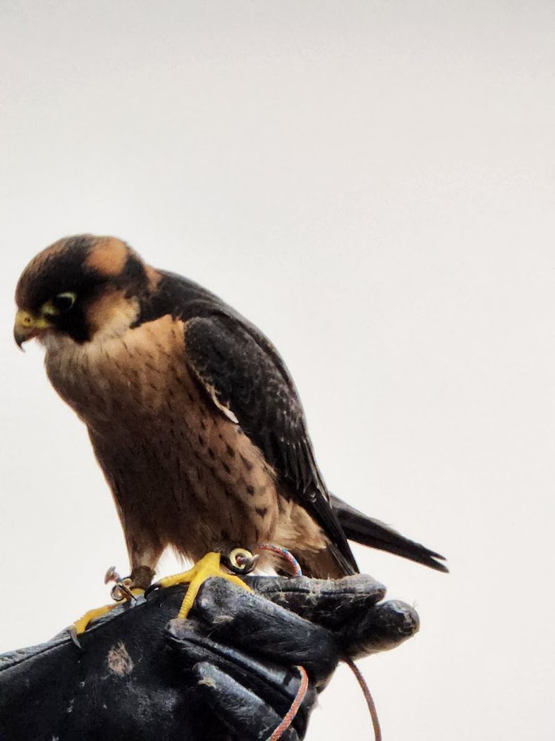 How Falconers Helped Save the Peregrine Falcon How Falconers Helped Save the Peregrine Falcon