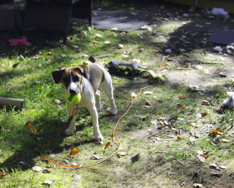 How Pet-Friendly This Place Really Is