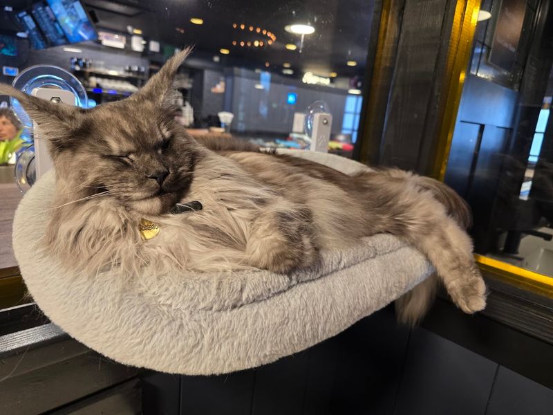 How the Cats Are Cared For How the Cats Are Cared For
