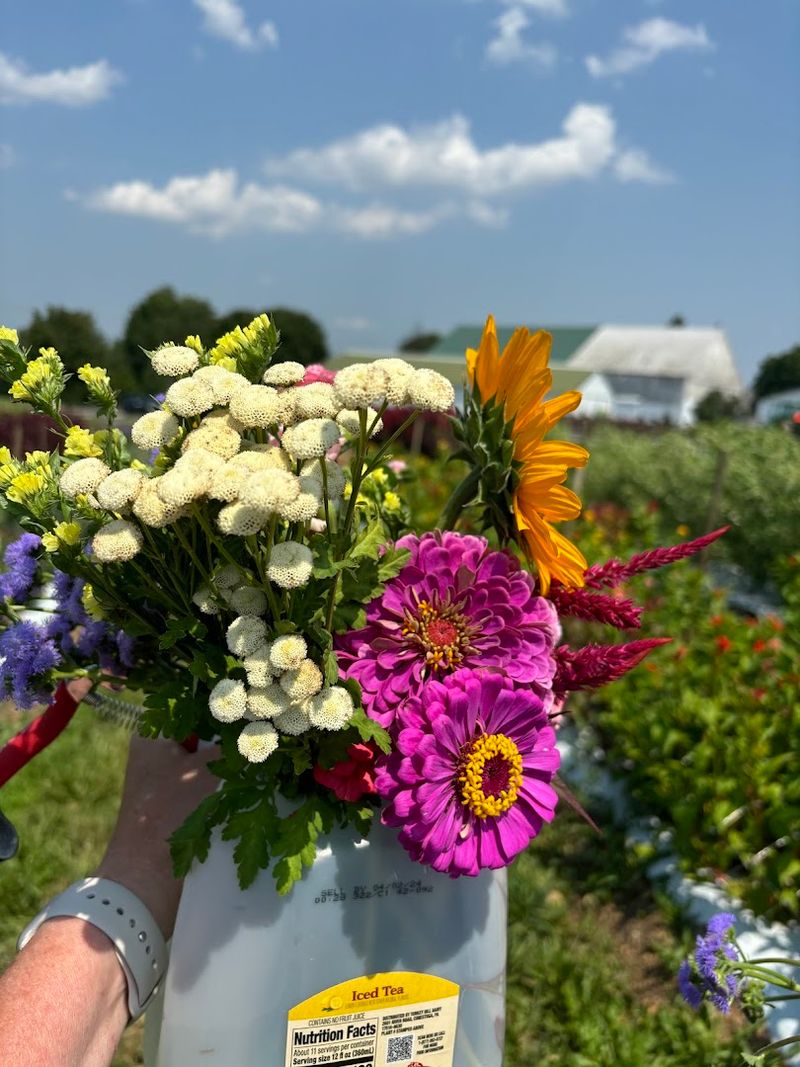 How the Cut-Your-Own Flower Experience Actually Works How the Cut-Your-Own Flower Experience Actually Works