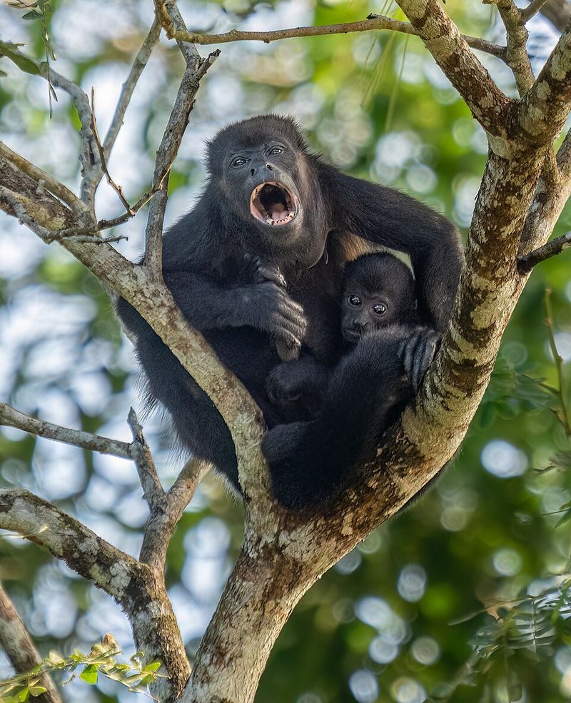 Howler Monkey Howler Monkey